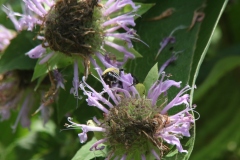 Wild Bergamot
