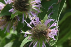 Wild Bergamot