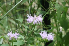 Wild Bergamot