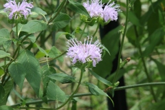 Wild Bergamot