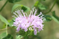 Wild Bergamot