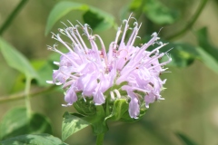 Wild Bergamot