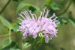 Wild Bergamot