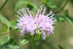 Wild Bergamot