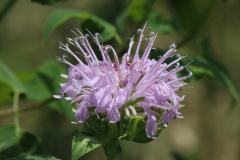 Wild Bergamot