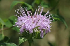 Wild Bergamot