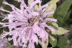 Wild Bergamot