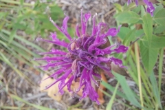 Wild Bergamot