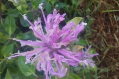 Wild Bergamot