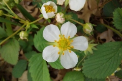 Wild Strawberry