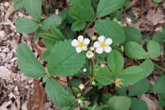 Wild Strawberry