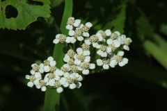 Yarrow