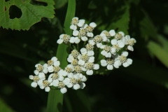 Yarrow