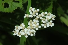 Yarrow