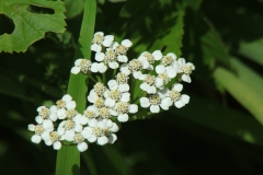 Yarrow