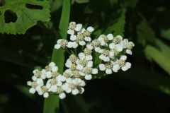 Yarrow