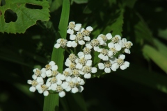 Yarrow