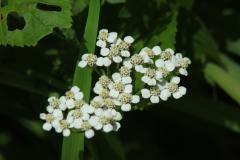 Yarrow