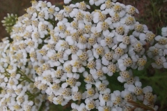 Yarrow