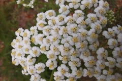 Yarrow
