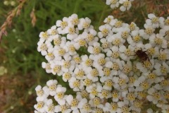 Yarrow