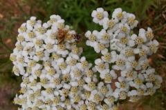 Yarrow